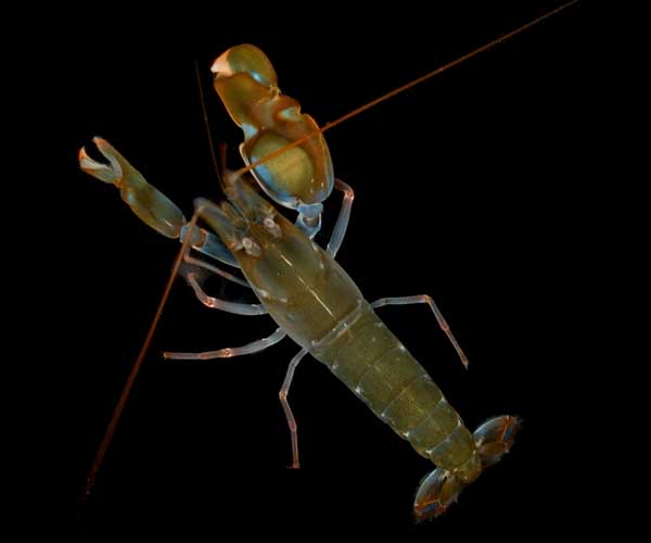 bigclaw snapping shrimp (Alpheus heterochaelis)